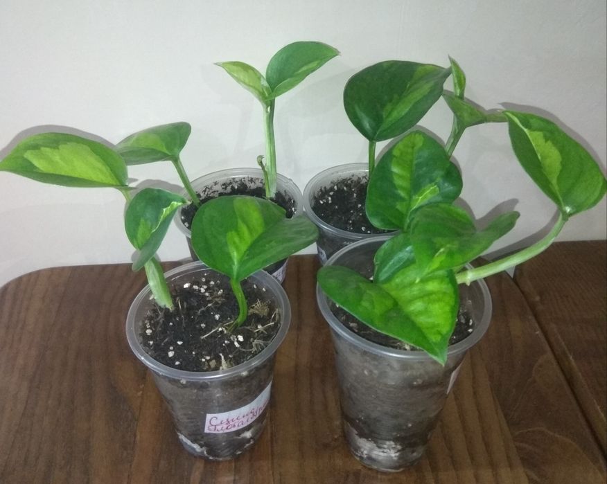 Продам Сциндапсуси 10 сортів