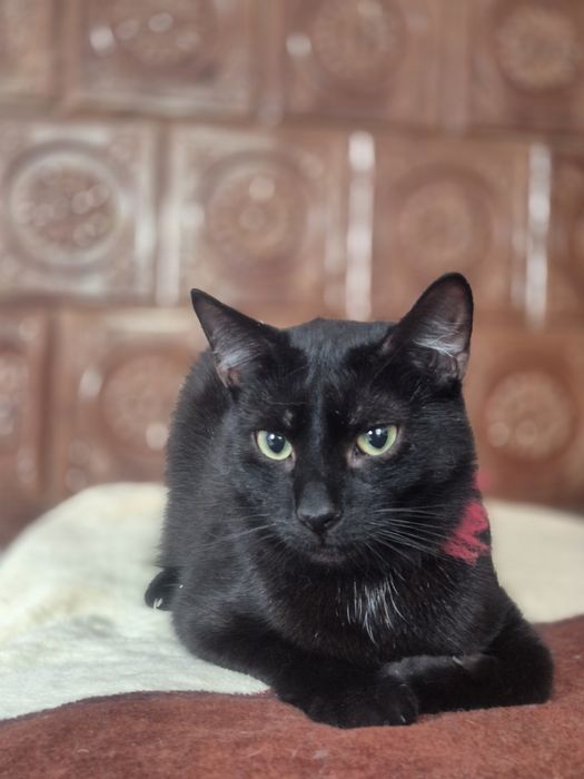 Roczny kocurek Gacek do pilnej adopcji