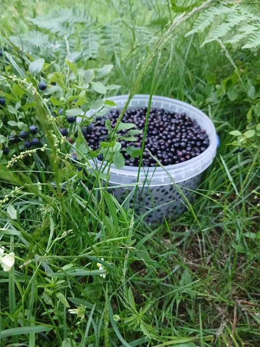 Продам Чисту Чорницю
