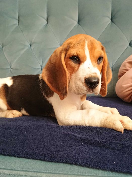 Beagle szczeniak, suczka, piesek