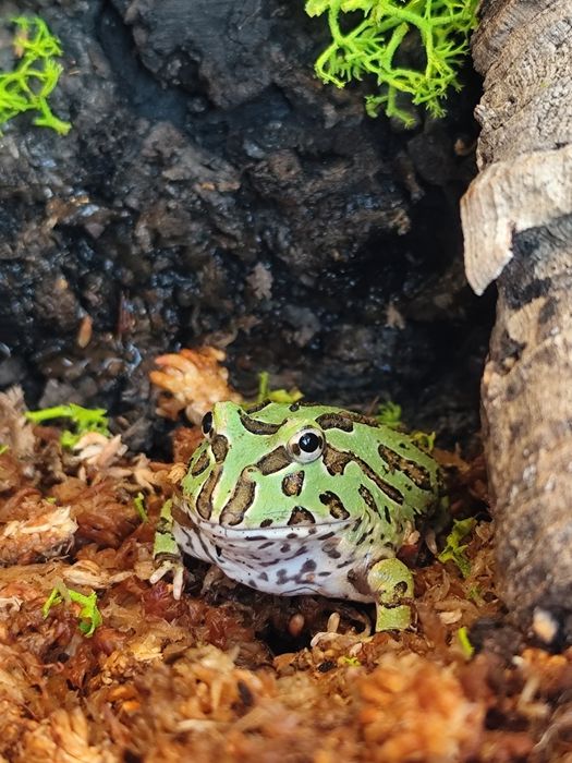 Żaba rogata classic