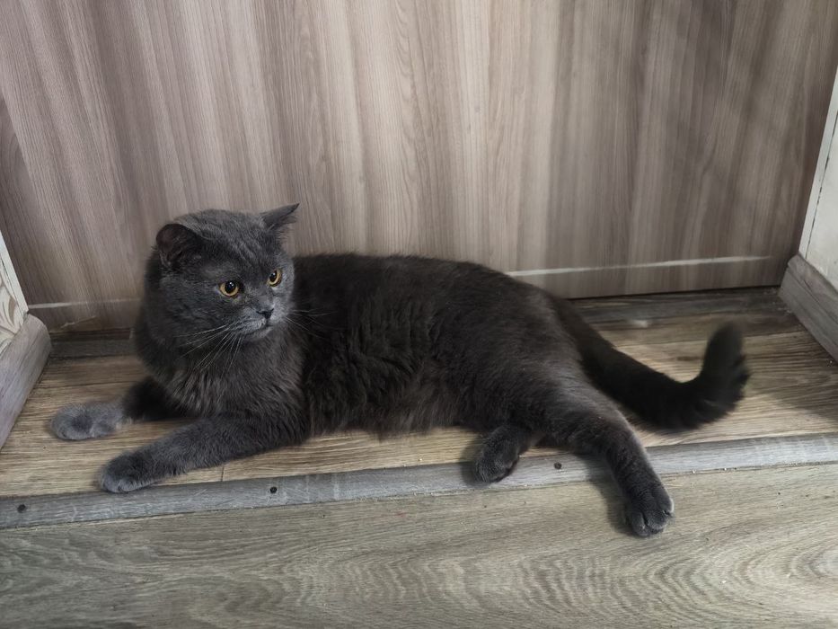 Красень котик в пошуках родини