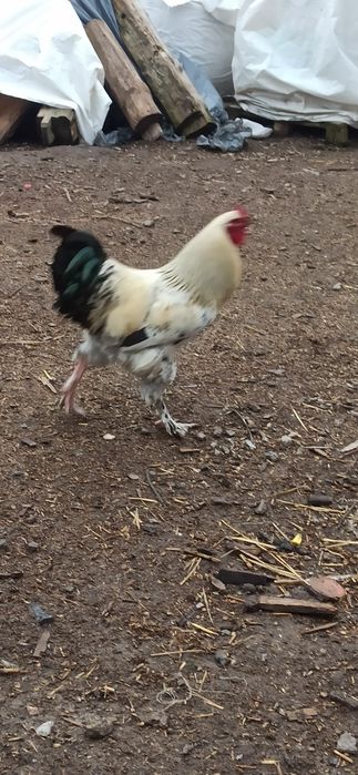 Sprzedam koguty jednoroczne.