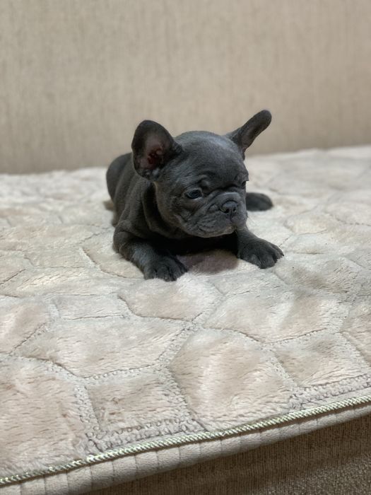 Французький бульдог. Блакитний хлопчик