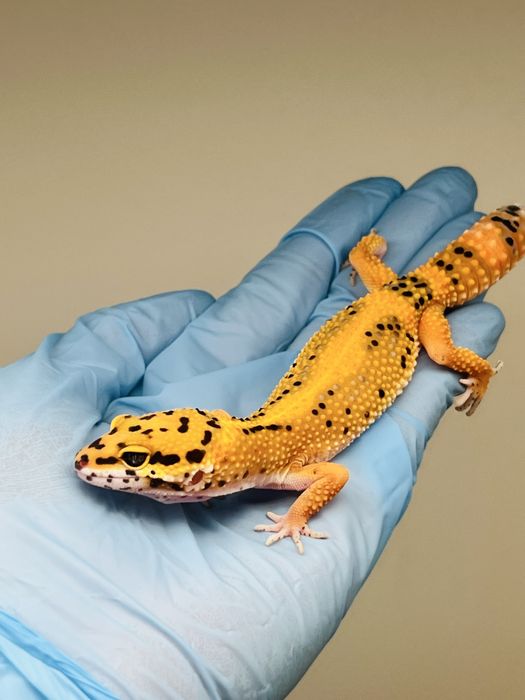 Gekon lamparci hodowla