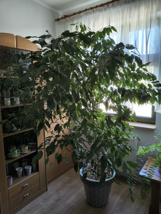Figowiec Benjamina. Benjamin