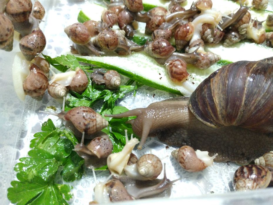 Продам Ахатинів( равлики)