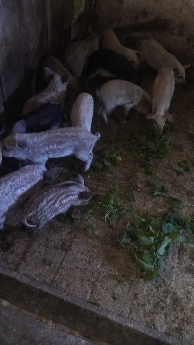 Свині венгерська мангалиця