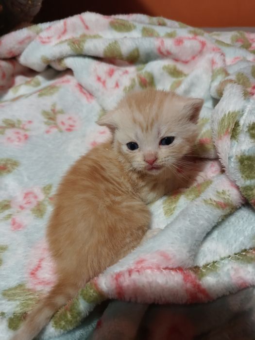 Kot szkocki do rezerwacji