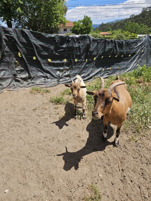 Cabrito macho anão para venda