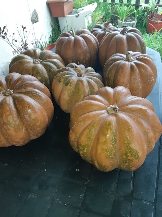 abobora caseira natal