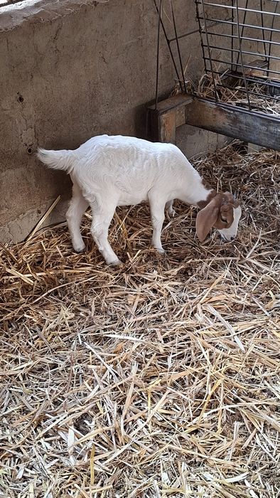 Vendo 1 casal de cabritos raça boer