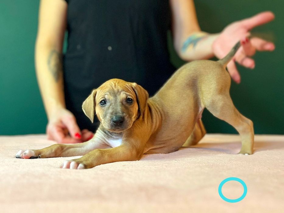 Chart afrykański-Azawakh