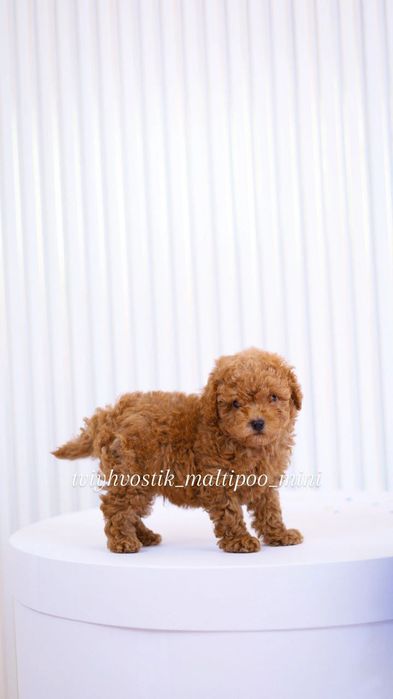 Пудель Типу Теді