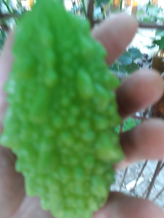 Момордика  лечебная