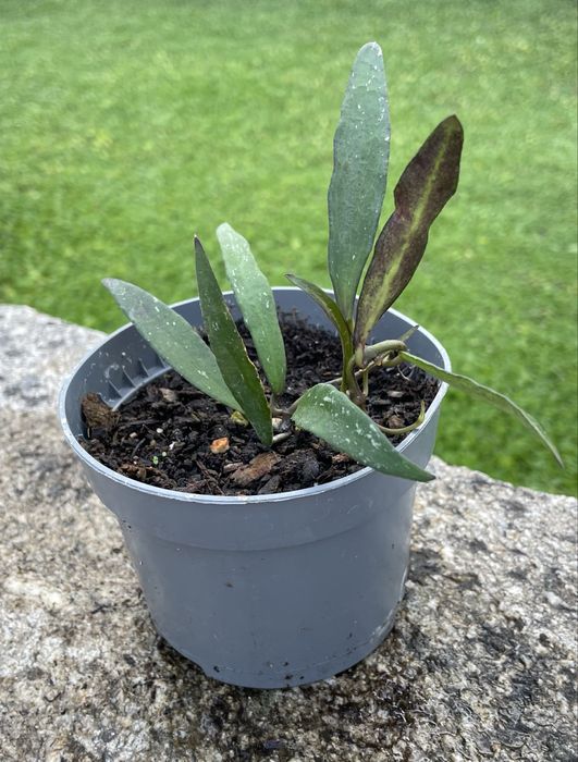 Hoya mirabilis_planta de cera