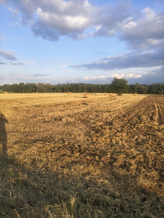 Dzierżawa działek rolnych