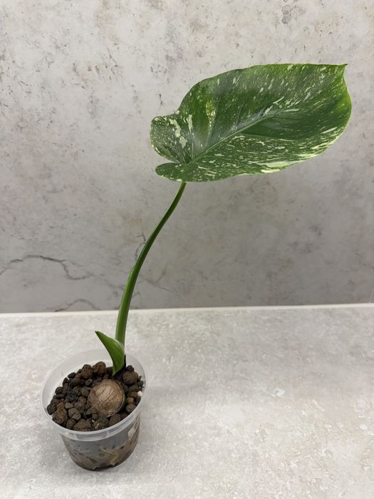 Monstera thai constelation