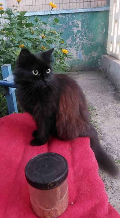 Отдам черную пушистую кошку, 2 года, стерилизована