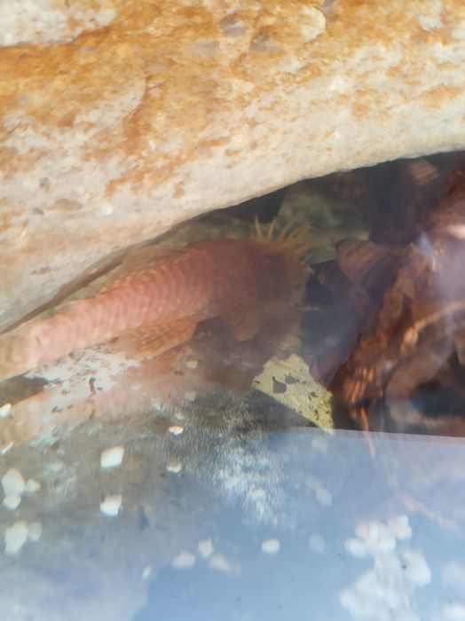 Glonojadki, zbrojnik albinosy