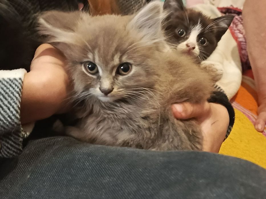 Кошеняток в добрі руки!!