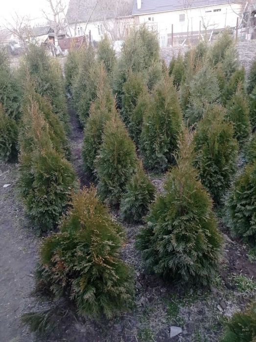 Продаж туй колоновидна і західна брабант смарагд,смарагд голд