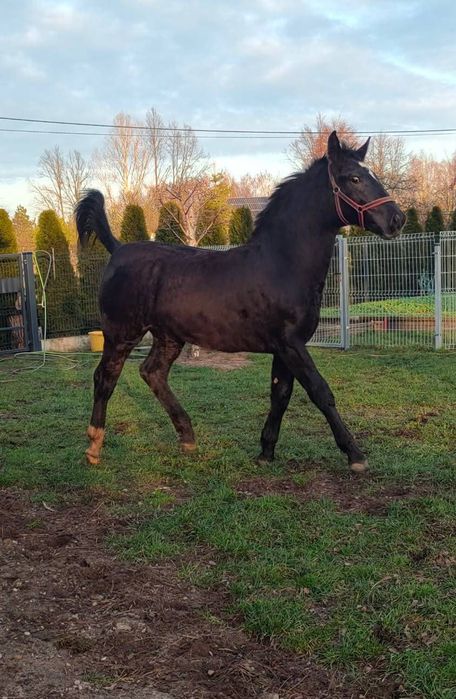 Klacz Śląska odsadek