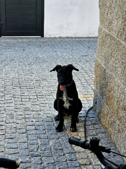 Cão para adoção responsável