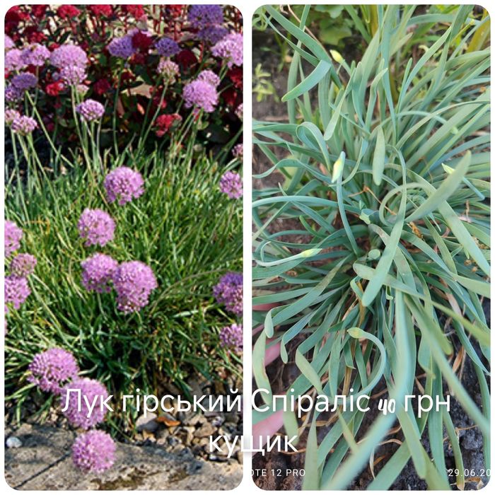 Каріоптерис, Спірея, бересклет, живучка, колхікум