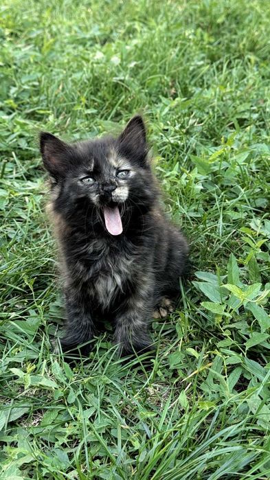 Чудесная девочка котенок.
