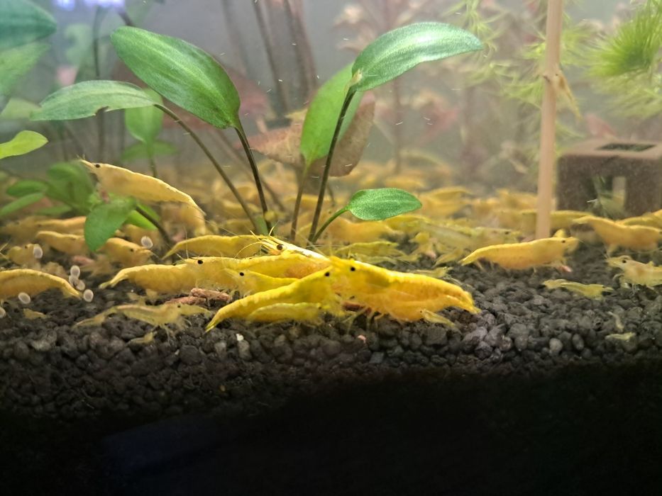 Krewetki neocaridina yellow neon