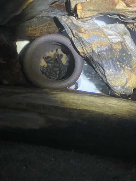 Varios Ancistrus long fin