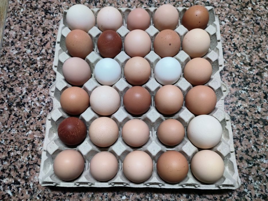 Ovos caseiros para consumo