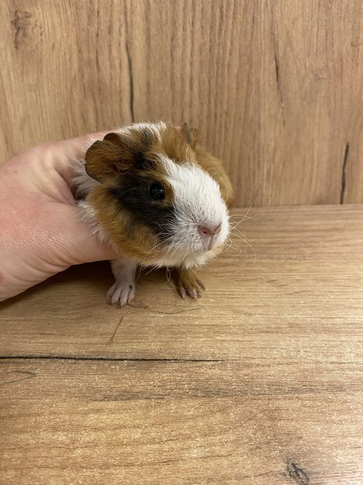 Świnka morska samiczka gładkowłosa trikolor