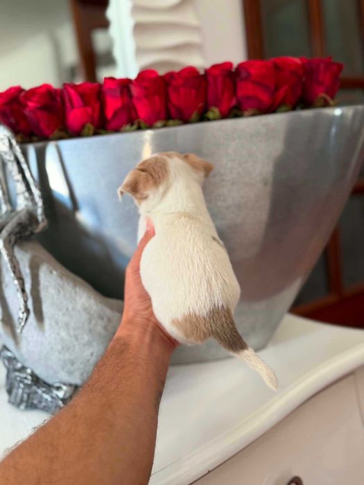 Chihuahua  Superminiatura MACHINHO BRANCO & IZABELLA com LOP E AFIXO