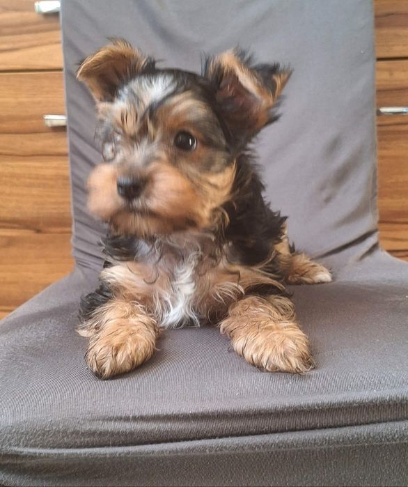 Piesek Yorkshire Terrier