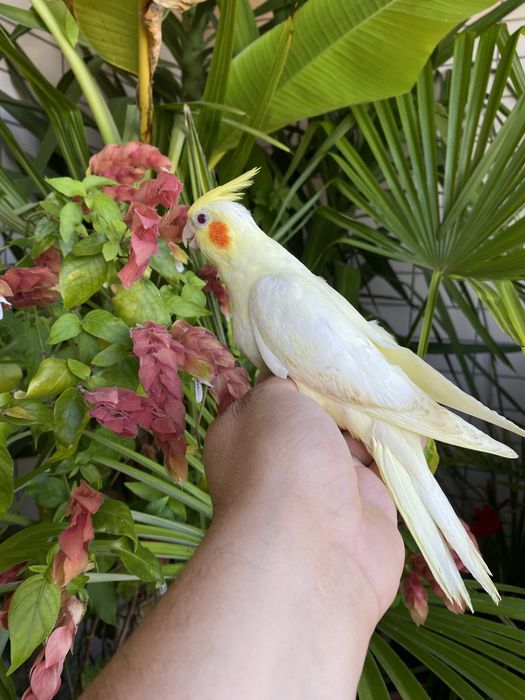 Caturra domesticada amarela com face vermelha