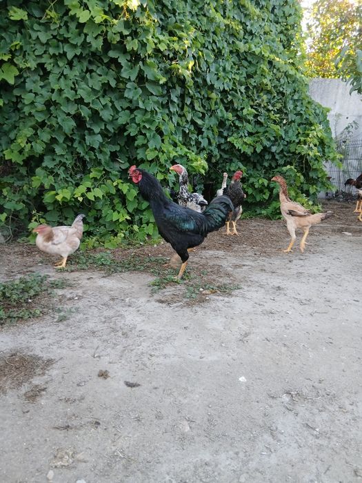 Frango jersey gigante