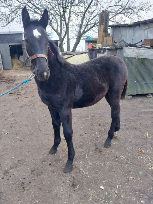 Klacz odsadek Śląska