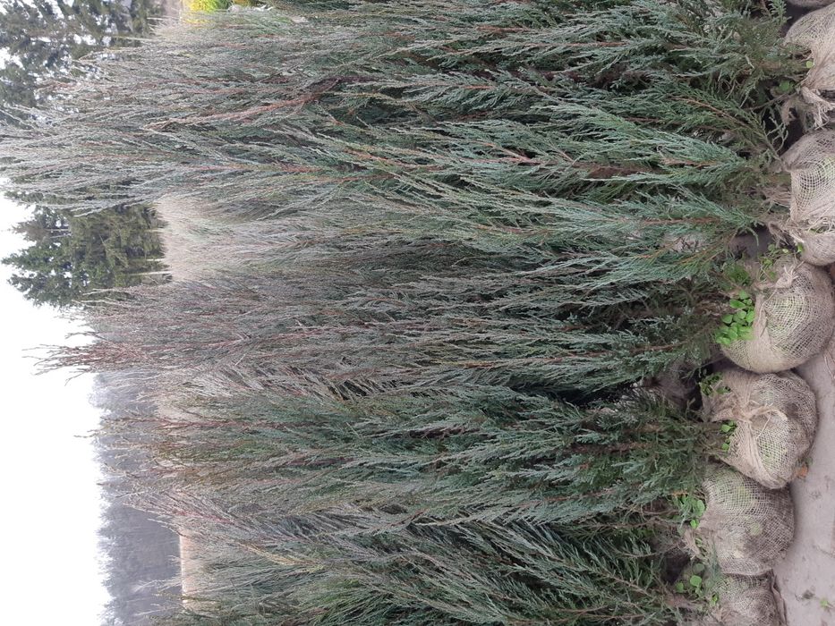 Jałowiec Blue Arrow 160cm