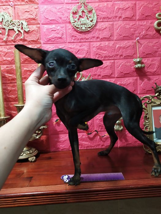 Классический красавчик мини хочет в Вашу семью! ДокКСУ,чип,полн.привит