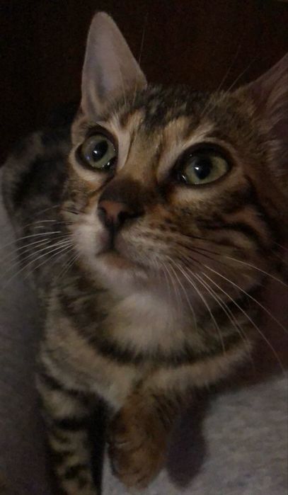 Бенгальські котята