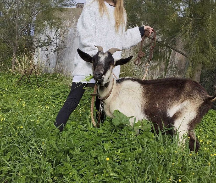 Cabra Saanen/Anglo Nubiano