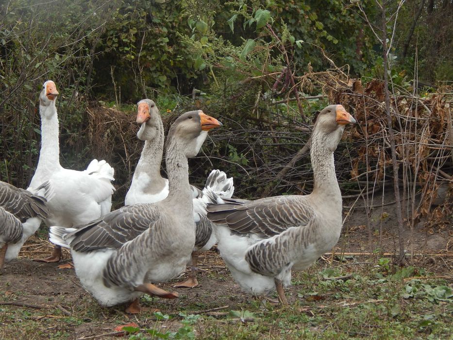 Гуси холмогори. Холмогорські гуси
