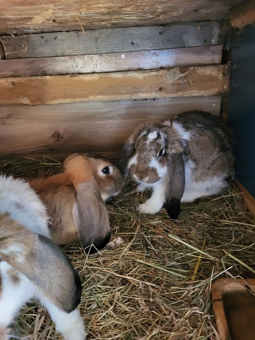 Króliki kalifornijskie burgundy barany francuskie srokacze i mieszańce