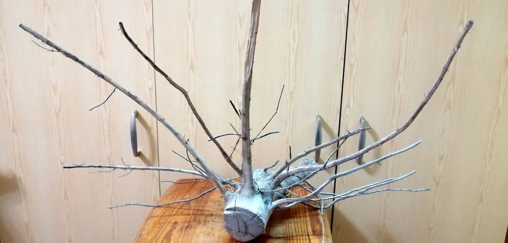 Акваріумні рослини від 3гр. коряги ,камні ,мохи та багато іншого.