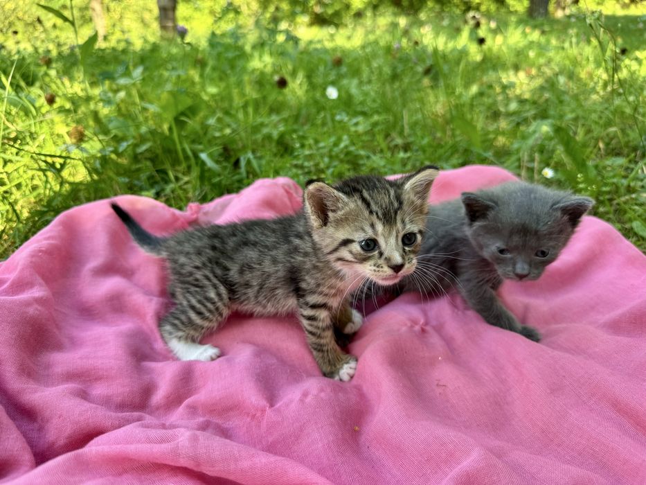 Грайливі кошенятка