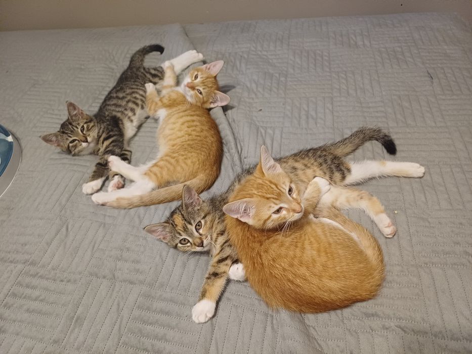 Maluchy do adopcji