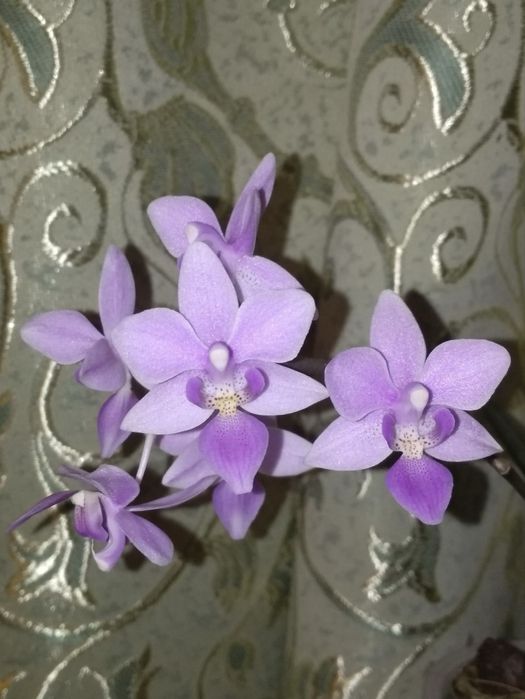 Дітки фаленопсисів, пеньок, орхідея.