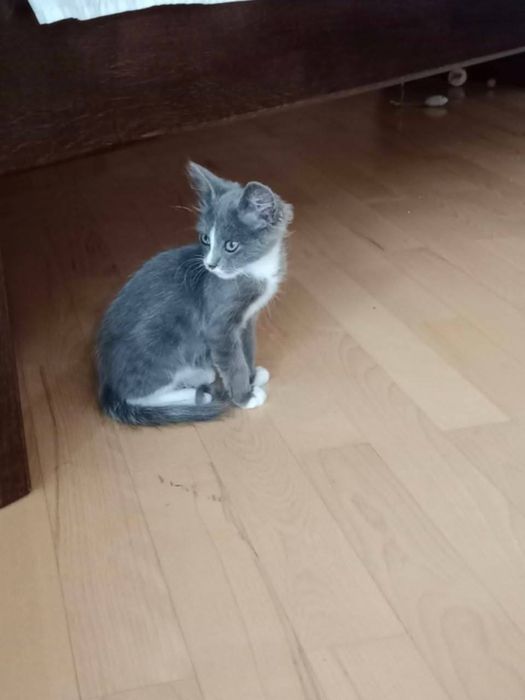 Котик хлопчик в добрі руки